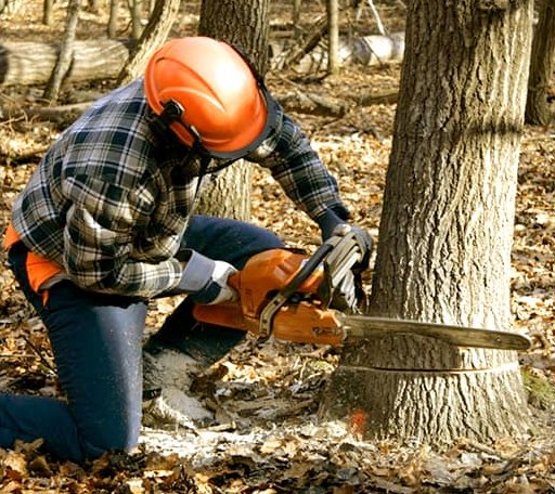 Tree Removal in Leicester, NC